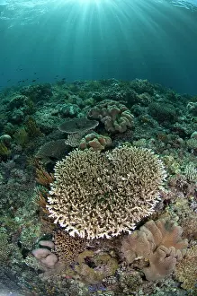 Rays: 80182222 Sun rays - over Coral Mutiny Point dive