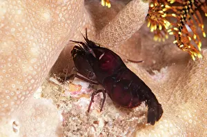 Snapping: 80182225 Deman's Snapping Shrimp - on night dive