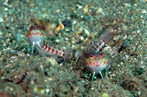 Parapercis: 80182226 Red-spotted Sandperch Blue Water Muck dive