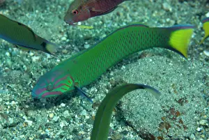 Wetar: 80182228 Moon Wrasse Blue Water Muck dive site