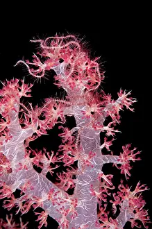 Glomerate: 80182235 Soft Glomerate Tree Coral - with Brittle