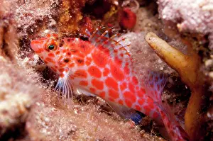Hawkfish: 80182236 Pixy Hawkfish - on night dive Cuts & Grottos