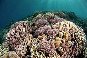 Beam: 80182239 Reef scene - Fish over a variety of Corals