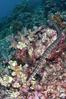 Gunung: 80182249 Banded Sea Snake - swimming along reef
