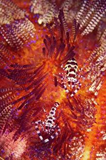 Spine: 80182258 Coleman's Shrimps - Pair - on Fire Urchin