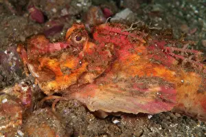 Spine: 80182264 Spiny Devilfish - with spines on sand -