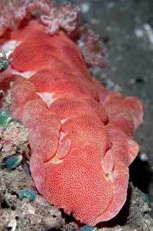 Feathery: 80182267 Spanish Dancer - on black sand during night