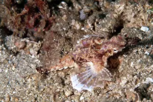Snout: 80182274 Pegasus Seamoth - on sand Rhino City dive