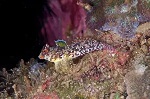 Ambon: 80182275 Moyer's Dragonet Rhino City dive site