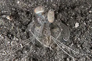 Mantis: 80182285 Spearing Mantis Shrimp - in hole Happy
