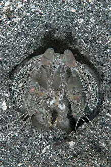 Mantis: 80182286 Spearing Mantis Shrimp - in hole Happy