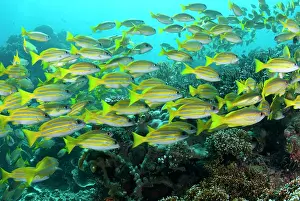 Dampier: 80182290 Bluestripe Snapper - school Mioskon dive