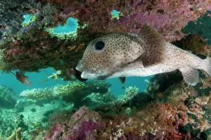 Dampier: 80182293 Star Puffer - under Table Coral ledge Mioskon