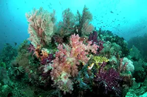 Sardine: 80182296 Reef scene - with soft coral and fish Sardine