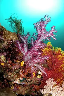 Sardine: 80182297 Glomerate Tree Coral - with sun in background