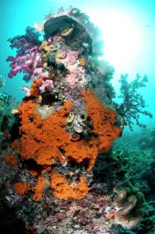 Dampier: 80182298 Reef Scene - soft corals and sun in background