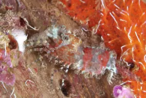 Arborek: 80182316 Saron Shrimp - during night dive Arborek