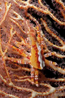 Arborek: 80182317 Depressed Spider Crab - on coral fan during