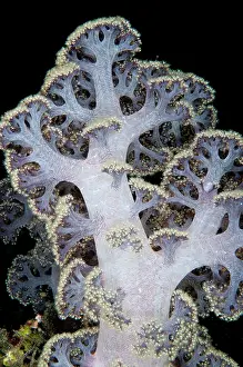 Waigeo: 80182318 Umbellate Tree Coral Bird Wall dive site