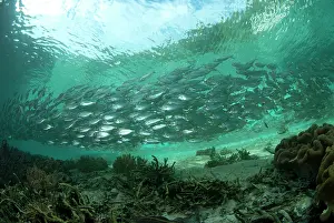Jetty: 80182321 Yellowstripe Scad - school in shallow water