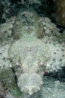Dock: 80182327 White Crocodile Flathead - during night