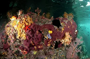 Shallows: 80182329 Reef scene - coral and Starfish in shallows