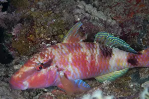 Wagmab: 80182335 Manybar Goatfish - in night colors during