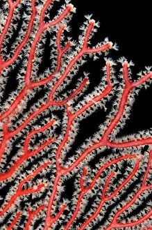 Windows: 80182340 Coral Fan - with white polyps Yillet Kecil