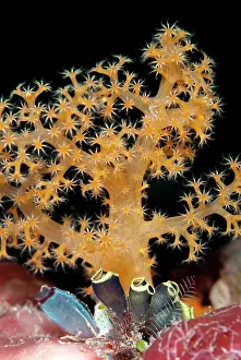 Squirt: 80182349 Sea Squirts - with orange coral Kalig dive