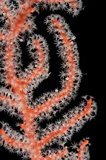 Polyps: 80182351 Coral - with white polyps Kalig dive site