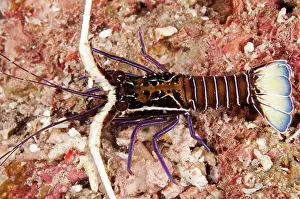 Lobster: 80182352 Painted Spiny Lobster - juvenile during