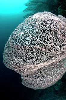 Wayil: 80182358 Gorgonian fan Gorgonian Passage dive site