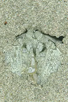 Attack: 80182376 Spearing Mantis Shrimp - in hole in sand