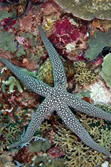 Warty: 80182378 Warty Mesh Sea Star Mimping dive site