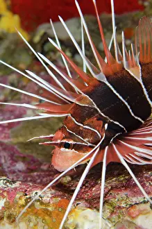 Spine: 80182380 Clearfin Lionfish Tepekong dive site, Candidasa