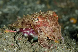 Jetty: 80182387 Broadclub Cuttlefish Jetty dive site, Candidasa