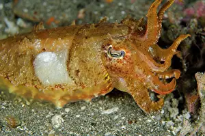 Jetty: 80182388 Broadclub Cuttlefish Jetty dive site, Candidasa