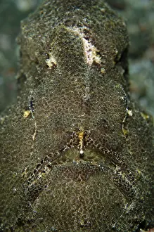 Commersonii: 80182390 Giant Frogfish Jetty dive site, Candidasa