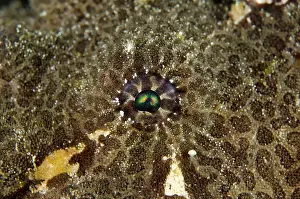 Commersonii: 80182391 Giant Frogfish - eye Jetty dive site, Candidasa