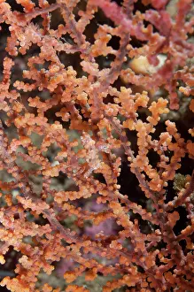 Retreat: 80182408 Pygmy Seahorse - on sea fan Nudi Retreat