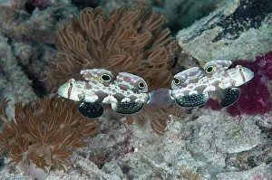 Arborek: 80182513 Twinspot Gobies - pair Arborek Jetty dive
