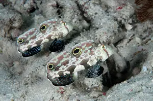 Arborek: 80182514 Twinspot Gobies - pair Arborek Jetty dive