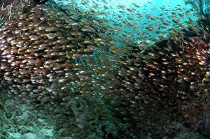 Dampier: 80182517 Yellow Sweepers - school around coral Mansuar