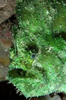 Cendana: 80182521 Spot-tail Frogfish Cendana Pearl Farm Jetty