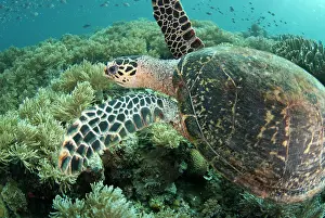 Potato: 80182527 Loggerhead Turtle - swimming with fish