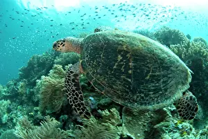 Potato: 80182528 Loggerhead Turtle - swimming with fish