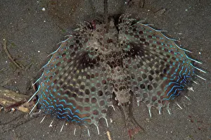 Orientalis: 80182546 Flying Gurnard - displaying wings on black