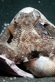 Sucker: 80182548 Veined Octopus - in shell on black sand