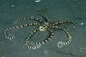 Joleha: 80182550 Mimic Octopus - on black sand Joleha dive