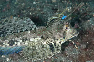 Lips: 80182551 Fingered Dragonet- with fins extended TK2